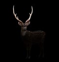 Axis deer in the dark Royalty Free Stock Photo