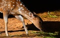 Axis deer eating green plant in shade light Royalty Free Stock Photo