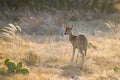 Axis Deer Fawn Royalty Free Stock Photo