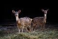 axis deer or spotted deer with dark background Royalty Free Stock Photo
