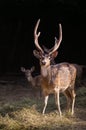 axis deer or spotted deer with dark background Royalty Free Stock Photo
