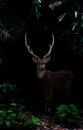 Axis deer standing in the dark forest Royalty Free Stock Photo
