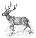 Axis deer, vintage engraving