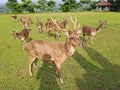 Axis Kuhlii, Bawean Deer, Brown Deer
