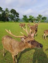 Axis Kuhlii, Bawean Deer, Brown Deer