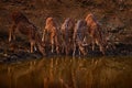 Axis spotted deer drinking water in the forest waterhole. Deers in the nature habitt, Kabini Nagarhole NP in India. Herd of animal Royalty Free Stock Photo