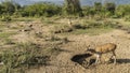 Axis spotted deer graze in the jungle. India. Sariska National Park.