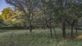 Axis spotted deer graze in the shady jungle.