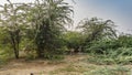 Axis spotted deer with long horns graze in the jungle