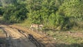 Axis spotted deer runs along the side of a dirt road.