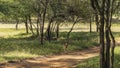 Axis spotted deer stands on a dirt road in the jungle.