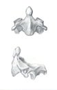 Axis vertebra