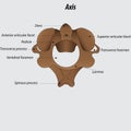 Axis vertebra labeled diagram vector illustration drawing