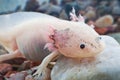 Axolotl Royalty Free Stock Photo