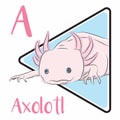 axolotl and its external gills, swimming in the lake