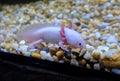 Axolotl, also known as Mexican salamander Royalty Free Stock Photo