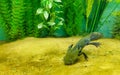 Axolotl, also known as a Mexican Walking Fish