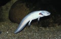 AXOLOTL ambystoma mexicanum, ALBINO, NEOTENIC LARVAL FORM