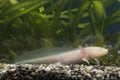 Axolotl (Ambystoma mexicanum) Royalty Free Stock Photo