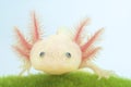 Axolotl (Ambystoma mexicanum) Royalty Free Stock Photo