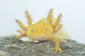 Axolotl (Ambystoma mexicanum) Royalty Free Stock Photo