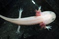 Axolotl (Ambystoma mexicanum)