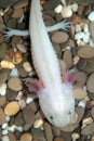 Axolotl (Ambystoma mexicanum)