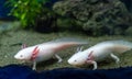 Axolotl aquarium, salamander, nature. Cute axolotl exotic aquarium pets