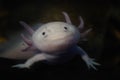 axolotl in dark water