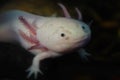 axolotl in dark water