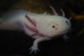 axolotl in dark water