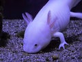 Axolotl Mexican salamander Aquarium aquatic white in blue water