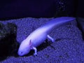 Axolotl Mexican salamander Aquarium aquatic white in blue water