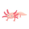 Axolotl mexican salamander cartoon character.