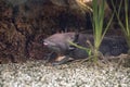 Axolotl mexican salamander portrait underwater