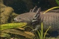 Axolotl mexican salamander portrait underwater