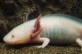 Axolotl, Mexican walking fish, salamander, tiger salamander. A pink albino axolotl in an aquarium, local pet store or