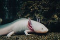 Axolotl, Mexican walking fish, salamander, tiger salamander. A pink albino axolotl in an aquarium, local pet store or