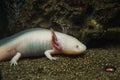 Axolotl, Mexican walking fish, salamander, tiger salamander. A pink albino axolotl in an aquarium, local pet store or