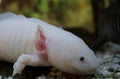 Axolotl Mexican walking fish