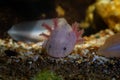 Axolotl salamander dig in sand bottom at front glass, funny freshwater domesticated amphibian, endemic of Valley of Mexico