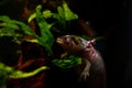 axolotl salamander dig in sand bottom at front glass, funny freshwater domesticated amphibian,endemic of Valley of