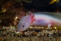 Axolotl salamander smell food on sand bottom, funny freshwater domesticated amphibian, endemic of Valley of Mexico, tender