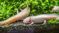 Axolotl swimming underwater marine life fish tank aquarium / white Axolotl Mexican salamande Royalty Free Stock Photo