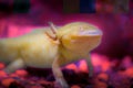 Axolotl in the water