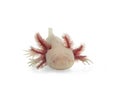 Axolotl on white background Royalty Free Stock Photo