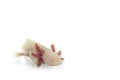 Axolotl on white background Royalty Free Stock Photo