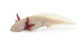 Axolotl on white background Royalty Free Stock Photo