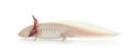 Axolotl on white background Royalty Free Stock Photo