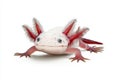 Axolotl on white isolated background Royalty Free Stock Photo